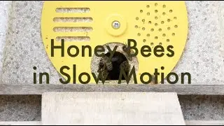 Honey Bees in Flight (SloMo &  HD) No Audio