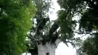 Tane Mahuta - the world's largest living Kauri tree.