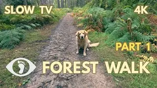 Into the Quiet Woods - Slow TV - Forest Walk - Part 1