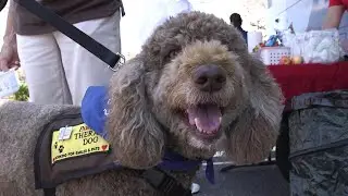 Farmers Insurance® Helping Texas Customers Affected by Harvey with Therapy Animals