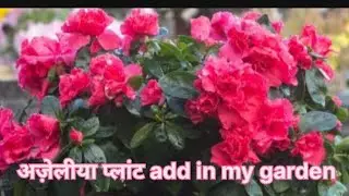 #azalea plant ki care tips and propagation yt video #