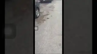 Latin Queen👑 Destroys A Lady D Memorial🔱| #GANGBANGCITY