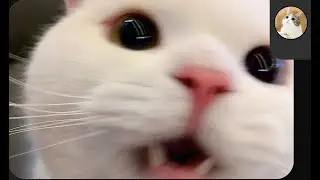I'm calling a cat