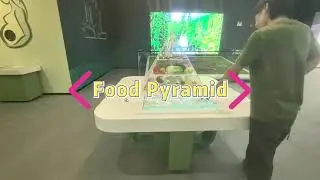 Food Pyramid Nutrition Explorer | Discover Healthy Eating Structure & Nutritional Values