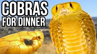 5 Strange Examples Of Animal Cannibalism