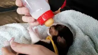Beagle Puppy Drinks Milk From A Bottle While The Rest Are Drinking At The Mother.