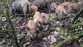 Wild Boar Farming easy boar herding & Meat Production boar Benefits#wildboar