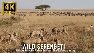 WILD SERENGETI | Battle for Survival in Predator Territory |  Full 4K Wildlife Animal documentary