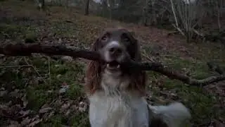 Brandlehow woods