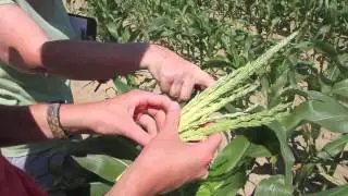 How to Scout Fresh Market Sweet Corn