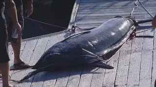 Crane collapses onto boat after workers try to weigh massive marlin, 2 injured