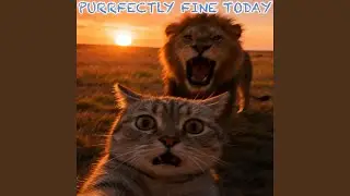 Cat Mood On Point