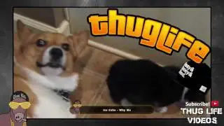 Ultimate Thug Life Compilation #103 Animal Special III