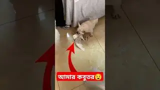 আমার কবুতর😧 #shorts #shortsfeed #pigeon #kobutor #kabutar