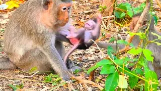 Cute Screaming And Shaking His Body Out, When Older Sister Is Trying To Pull Him