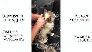 Home Cat Grooming Course Preview