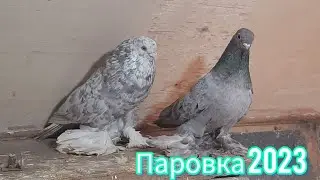 Паровка голубей 2023. КЗ поясные и СА цветных. Постройка гнёзд, Весенние будни Голубевода.