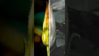 natural photo editing #shortvideo