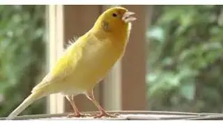 Canto de canarios para estimular el canto de canarios o música para canarios Aviario Feryka