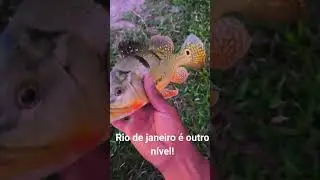 Mais um no Areal