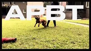 Young Pit Bull Protection Training