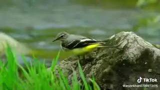 Whatsapp status for birds .birds love.