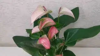 #ЦветыВместе Anthurium joli pulse Антуриум джоли пульс 12/45