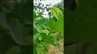 Natures beautiful video ✴️ #nature #shortvideo #viralshorts #beautifulnature