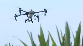GLOBALink | Multi-spectral drones help spring farming in central China