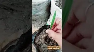 #Planting #seedlings of #Date #Palm, #timelaps of 2 #years #plant #khajur #garden #khajurplant #tree