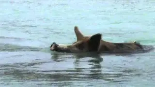 Kokomo - Swimming Pig on Majors Island