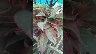 lipstick aglaonema and  Chinese evergreen plant#YouTube#short video# meena shukla terrace garden