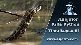 Alligator Attacks Python Time Lapse 01