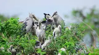 4K TV Show Explored Wildlife and Geography About Bird and Animals Episode 4