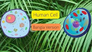 The Cell (Bangla Version)