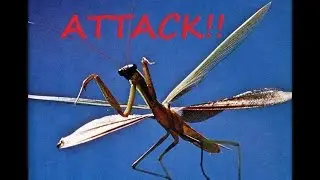 When a Mantis attacks!
