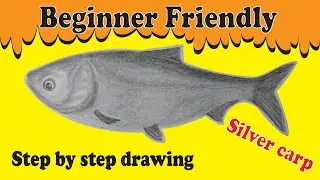 How to Draw a Silver Carp | Easy Fish Drawing for Beginners | Step by Step Pencil Sketch