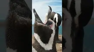 Penguins ll #shorts #penguin #uniquefun