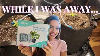 I Left My Plants Alone for 3 Days (Auto-Watering Test)
