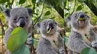 POV: You&rsquo;re just a koala living your best life 🌿