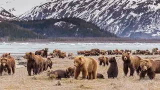 R&eacute;v&eacute;lation Des Comportements &Eacute;tonnants De L&rsquo;Ours Brun