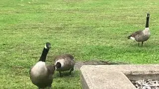 Canadian geese grazing and fighting