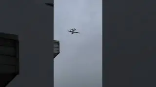 Seagull riding on another Seagull | funny video | unique Dose