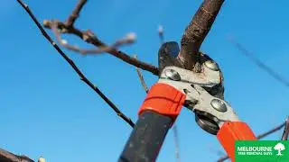 Residential tree pruning Narre Warren