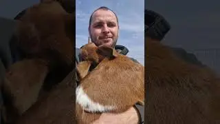 Capră bebe 😂 #dinterariu #goat #capra