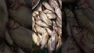 java barb fish | Silver Barb fish | Bangladesh fish market #shortvideo