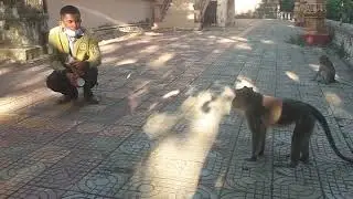 Fake Snake vs Monkey PRANK