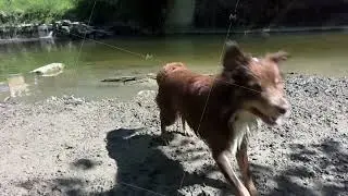 Two dogs are running in the sand near a body of water