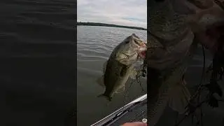 Fishing grass flats after the spawn can be extremely productive #bassfishing #fishing #grass