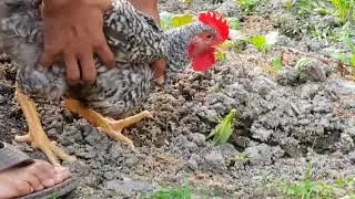 Mantis Vs Chicken